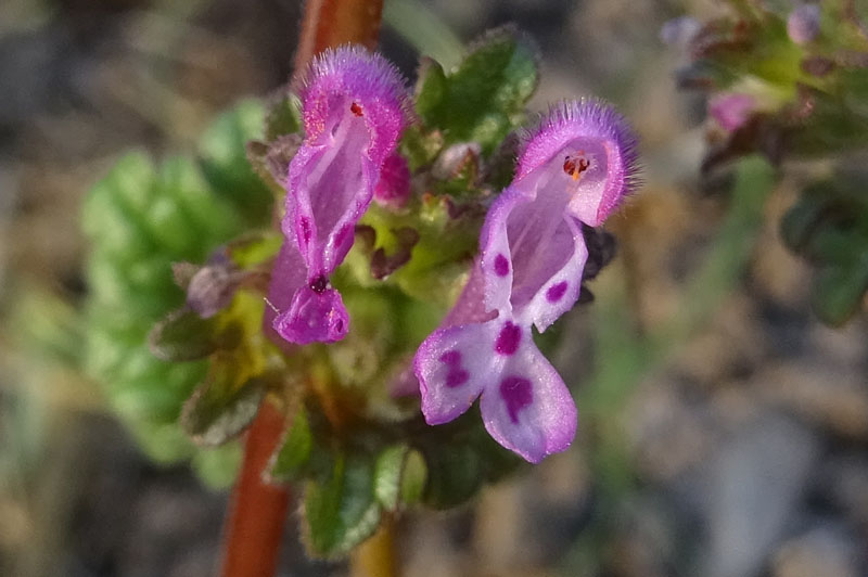 Lamium amplexicaule - Lamiaceae (Labiatae)